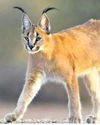 Rajasthan to study caracal's habitat31