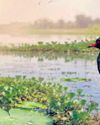 Orissa POST