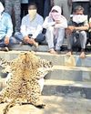 Leopard hide seized; 8 held Leopard hide seized; 8 held17
