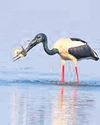 30 species of raptors, 6 of storks recorded in Kaziranga 30 species of raptors, 6 of storks recorded in Kaziranga36