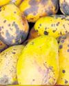 Dark spots on Himsagar mangoes cast shadow on export shipment Dark spots on Himsagar mangoes cast shadow on export shipment37