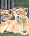 At Delhi Zoo, 27 is lucky date for lion family At Delhi Zoo, 27 is lucky date for lion family26
