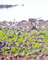 Hirakud wetland sees rise in summer bird nesting Hirakud wetland sees rise in summer bird nesting13