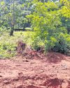 Notice to OMC over illegal tree felling in Keonjhar Notice to OMC over illegal tree felling in Keonjhar24