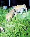 Elephant herd rescues trapped calf19