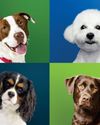 Best Dog Breeds for Beginners Good House Keeping - US