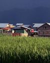 Kashmir's Agricultural Emergency Kashmir's Agricultural Emergency