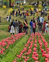 In A First, Over 6.7 Lakh Visitors Throng Tulip Garden In A First, Over 6.7 Lakh Visitors Throng Tulip Garden