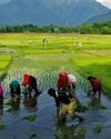 ‘Kashmir's Shift To Horticulture Increases Rice Dependence On Other States’ ‘Kashmir's Shift To Horticulture Increases Rice Dependence On Other States’