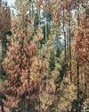 What I Saw in Kashmir's Silent Forests What I Saw in Kashmir's Silent Forests