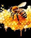 Kashmir's Pollination Hero Kashmir's Pollination Hero