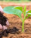 Soil Scam Soil Scam