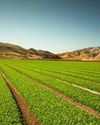 IPL Biologicals Launches Six New Biological Products To Boost Crop Yield IPL Biologicals Launches Six New Biological Products To Boost Crop Yield