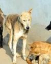 Stray Dog Crisis Deepens In Srinagar City Stray Dog Crisis Deepens In Srinagar City