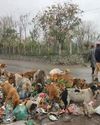 Srinagar's Dog Crisis Srinagar's Dog Crisis