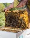 Youth Taking Bee Keeping On Commercial Lines: Dir Agri Youth Taking Bee Keeping On Commercial Lines: Dir Agri
