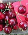 Imported Cherry Varieties From Italy, Bulgaria Fetch Premium Prices Imported Cherry Varieties From Italy, Bulgaria Fetch Premium Prices