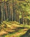 India Lost 18,200 Hectares Of Primary Forest In 2024: Data India Lost 18,200 Hectares Of Primary Forest In 2024: Data