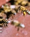 Nagaland University Researchers Identify Stingless Bee Species To Increase Agricultural Yield35