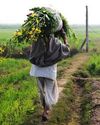 Paddy MSP Hiked By 3%; Pulses, Oilseeds By Up To 9% For 2025-26 Kharif Season: Govt45
