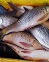 Dal Lake Gets 6 Lakh Fish Seed For Eco-Restoration29