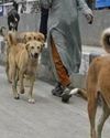 Over 12,000 Dog, Cat Bite Cases Reported At ARC SMHS7