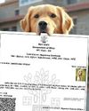 Kashmir Observer