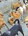 Kashmir Observer