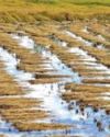 Farmers Struggle as Flood-Destroyed Paddy Remains Unharvested31