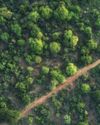 Study Finds Forests In Africa Releasing More Carbon Than They Store4