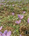 'Red Gold' At Risk As Porcupines Destroy Saffron Corms0