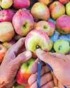 'Everything Went Wrong At Once': Growers on 2025 Fruit Crisis24
