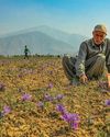 Iran Cracked The Saffron Code, Kashmir Didn't: Iranian Experts Weigh In2