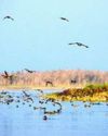 Shallabugh Wetland Emerges as Eco-Tourism Hotspot20