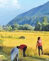 Kashmir Observer
