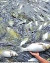 Livestock, Fisheries Sectors See Steady Growth in J&K18