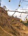 Illegal Mining on Kashmir Karewas: NGT Orders Central Probe4