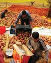 Indo-US Trade Agreement J&K Fruit Growers Weigh Risks, Gains0