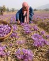 Kashmir Saffron Crash: 23.53→19.58 Metric Tonnes Kashmir Saffron Crash: 23.53→19.58 Metric Tonnes31
