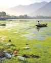 Kashmir Observer