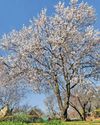 Srinagar Welcomes Spring as Almond Trees Burst Into Bloom9