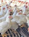 Kashmir Poultry Sector Faces Sharp Decline18