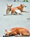 Kashmir Observer
