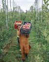 Kashmir Observer