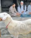 Kashmir Observer