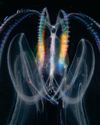 COMB JELLY