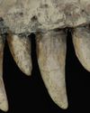 A Fossil Rewriting Dinosaur History8