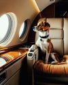 Excuse Me, Your Dog Is in My Seat Excuse Me, Your Dog Is in My Seat