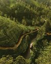 Chasing the Tea Leaves6