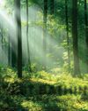 FOREST BATHING 101 FOREST BATHING 101